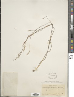 Schizachyrium thollonii image