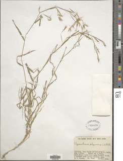 Image of Hyparrhenia pilgeriana