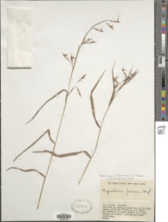 Hyparrhenia pilgeriana image