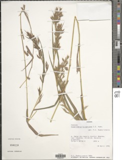 Hyparrhenia pilgeriana image