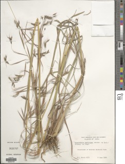 Hyparrhenia papillipes image