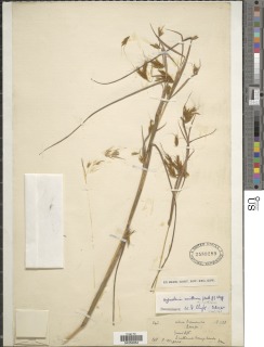 Hyparrhenia smithiana image
