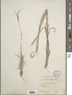 Image of Heteropogon melanocarpus