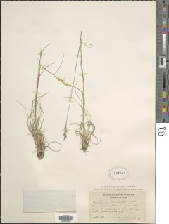 Image of Danthonia spicata