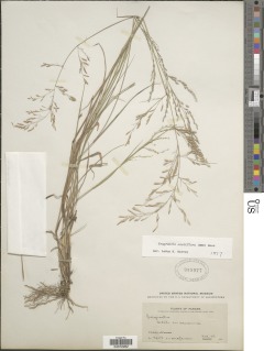 Eragrostis acutiflora image