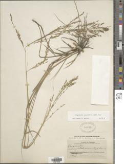 Image of Eragrostis acutiflora