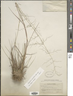 Eragrostis acutiflora image