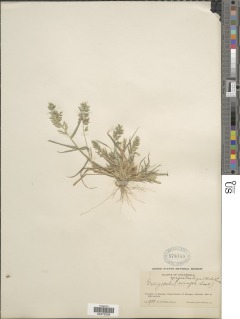 Image of Eragrostis cilianensis