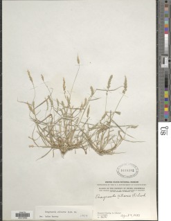 Image of Eragrostis ciliaris