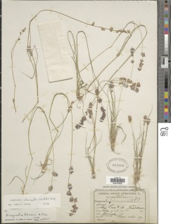 Image of Eragrostis elongata