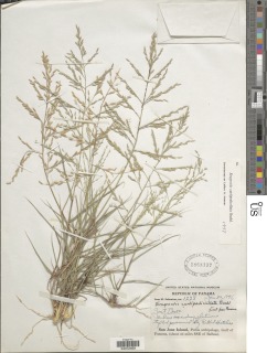 Image of Eragrostis curtipedicellata