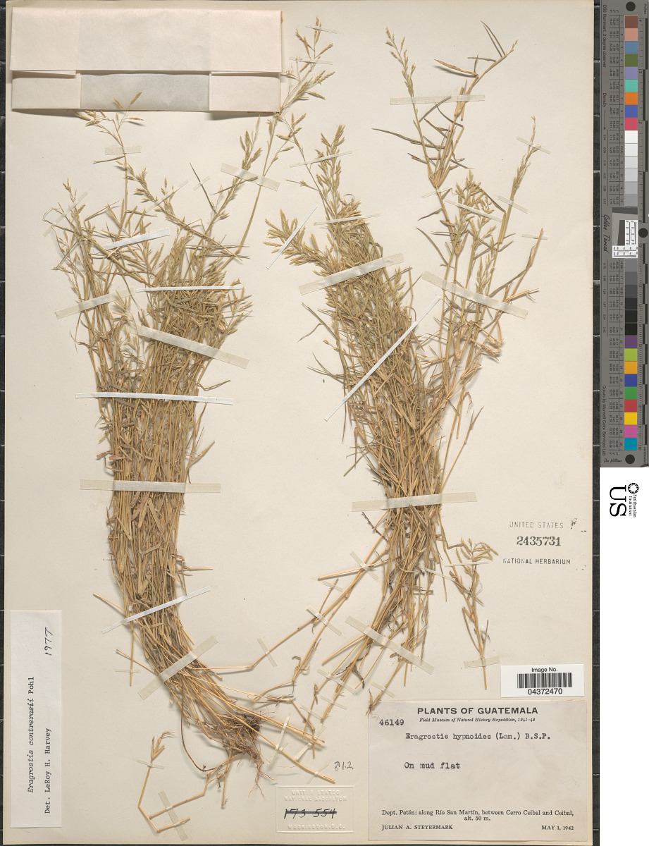 Eragrostis contrerasii image