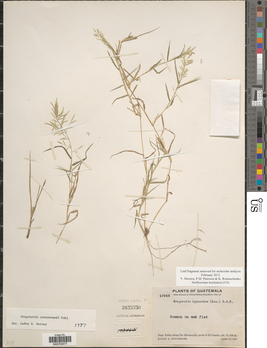 Eragrostis contrerasii image