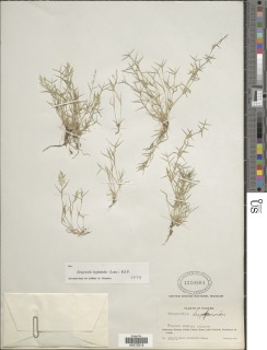 Image of Eragrostis hypnoides