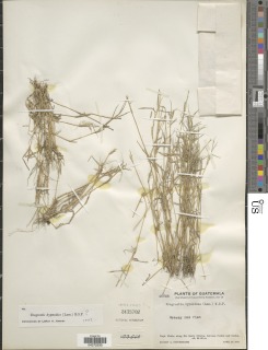 Eragrostis hypnoides image