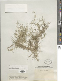 Image of Eragrostis hypnoides
