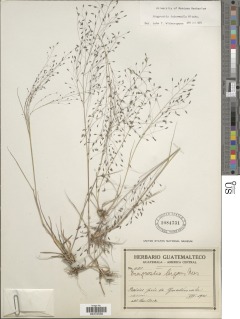 Image of Eragrostis intermedia
