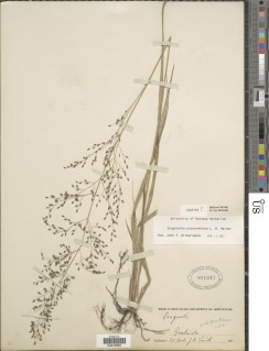 Eragrostis hirta image