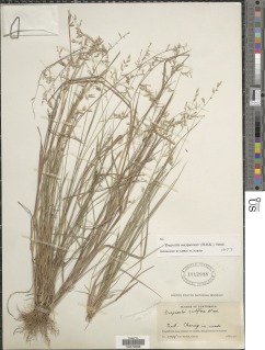 Image of Eragrostis maypurensis