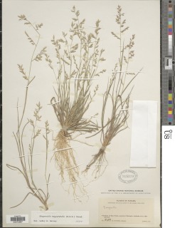 Eragrostis maypurensis image