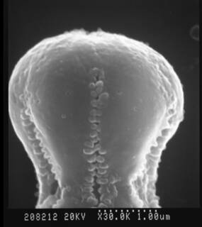 Myosotis vestergrenii image