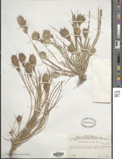Eragrostis patens image
