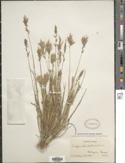 Eragrostis patens image