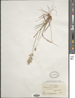 Image of Eragrostis patens