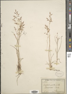Eragrostis perbella image