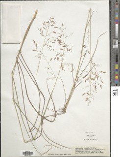 Eragrostis perbella image
