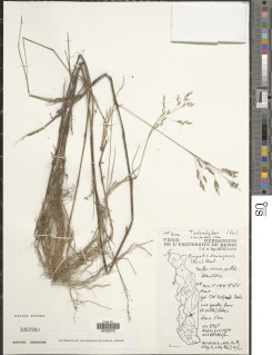 Eragrostis prolifera image