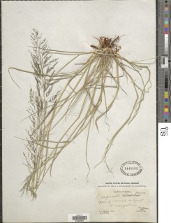 Eragrostis porosa image