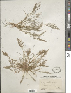 Eragrostis porosa image