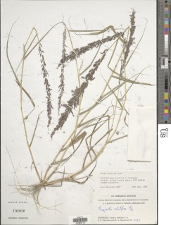 Eragrostis setulifera image