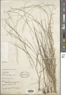 Image of Eragrostis setulifera