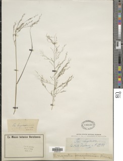 Eragrostis aegyptiaca subsp. aegyptiaca image