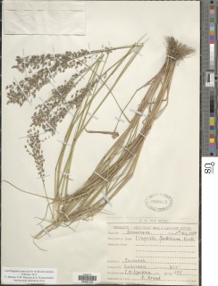 Image of Eragrostis scotelliana