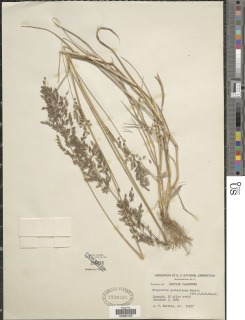 Eragrostis scotelliana image