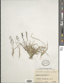 Eragrostis schweinfurthii image