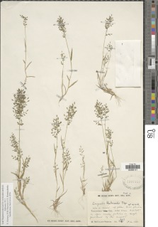 Eragrostis schweinfurthii image