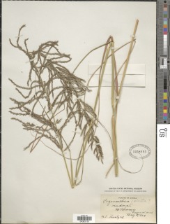 Image of Eragrostis secundiflora