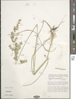 Eragrostis superba image