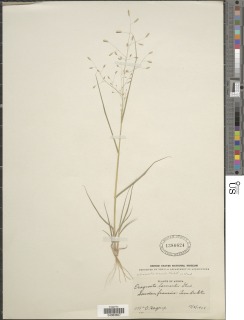 Eragrostis tremula image
