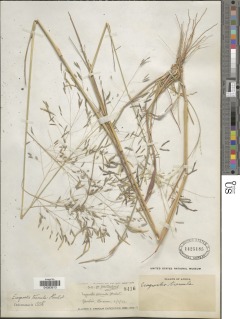 Eragrostis tremula image