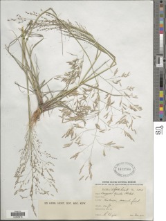 Image of Eragrostis tremula