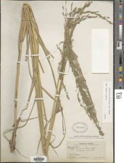 Image of Eragrostis prolifera