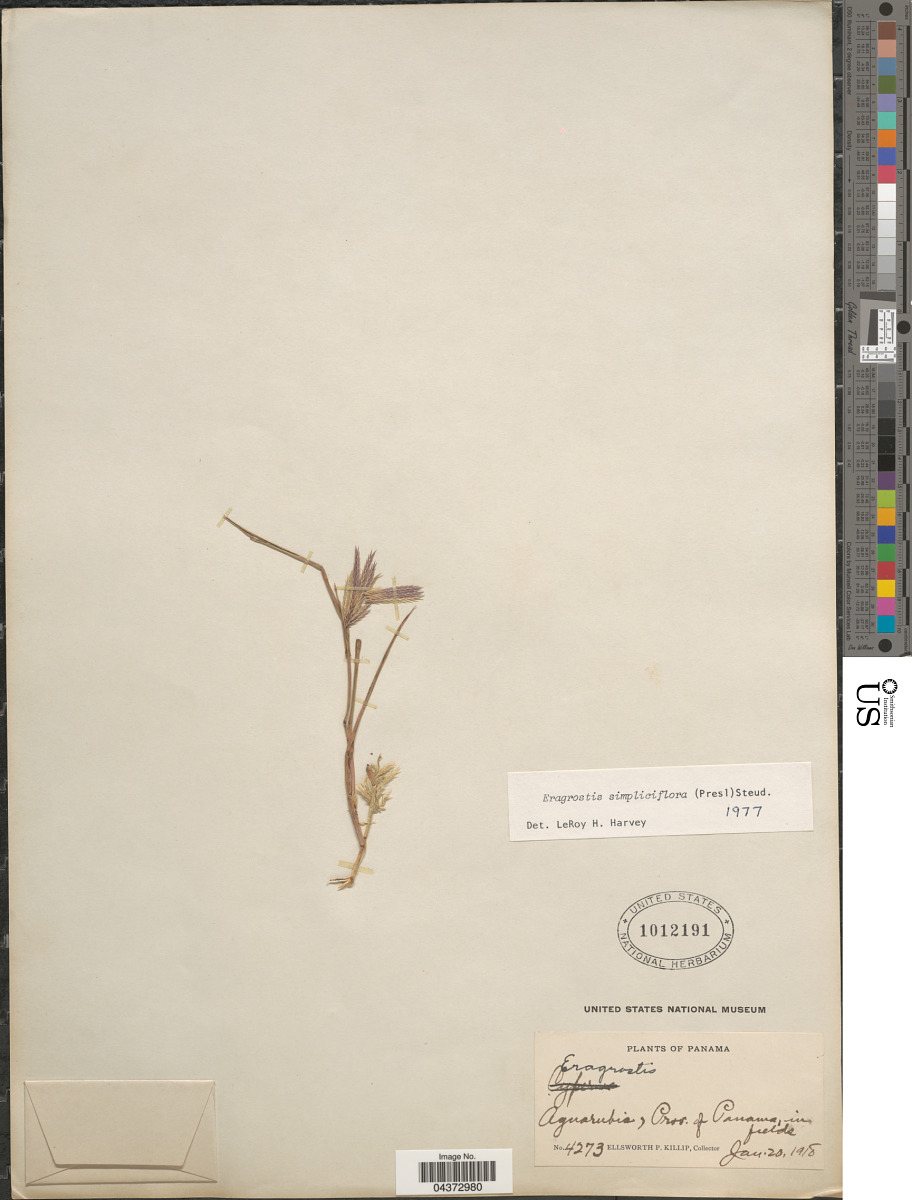 Eragrostis simpliciflora image
