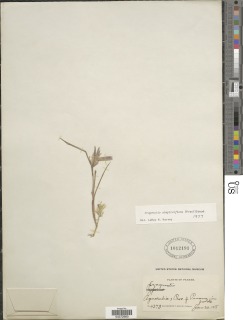 Eragrostis simpliciflora image