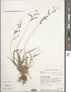 Eragrostis trichophora image