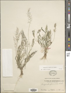 Image of Eragrostis amabilis